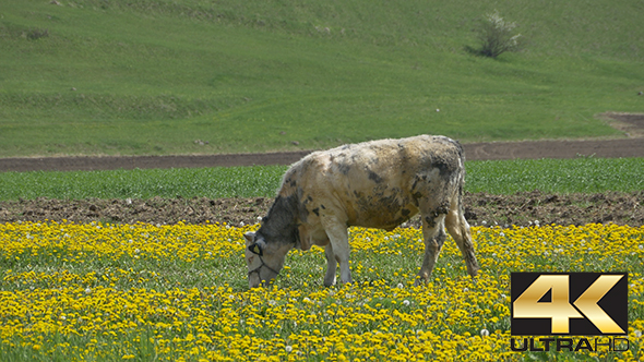Cow Grazing in Dandelions