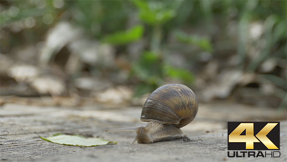 Snail on Wood Crawling