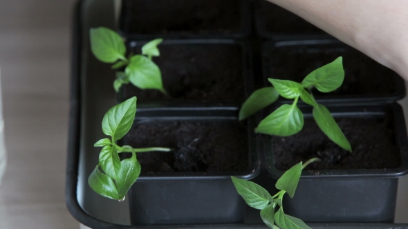 Seedlings On The Vegetable Tray.