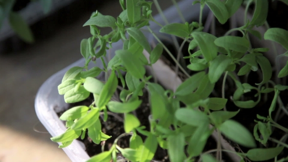 Seedlings On The Vegetable Tray.