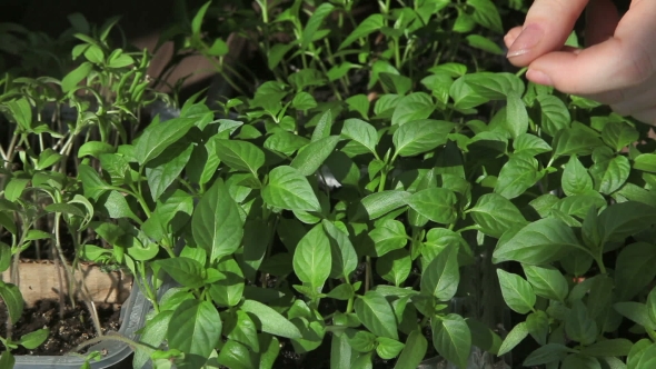 Seedlings On The Vegetable Tray.