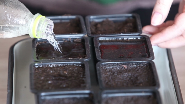 Seedlings On The Vegetable Tray.