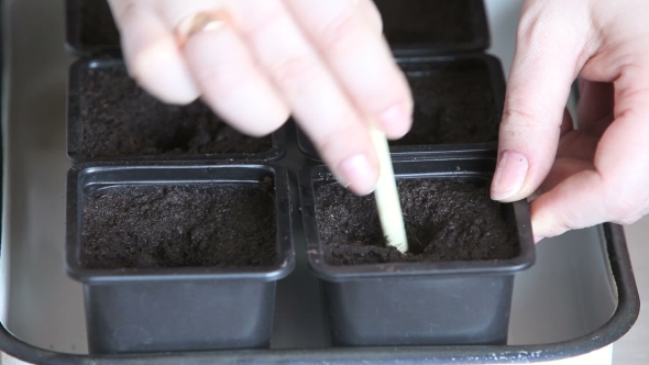 Seedlings On The Vegetable Tray.