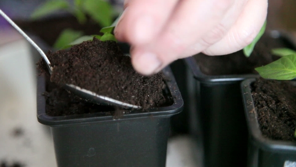 Seedlings On The Vegetable Tray.