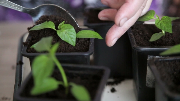 Seedlings On The Vegetable Tray.