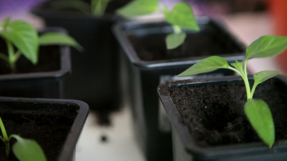 Seedlings On The Vegetable Tray.