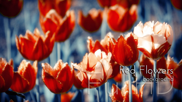 Red Flowers Nature Background