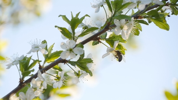 Spring White Flower And Bee