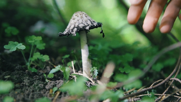 Coprinus Comatus. Man Cuts Mushrooms