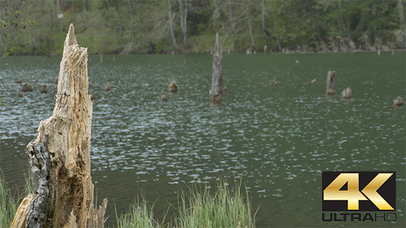 Tree Trunks and Pond Water