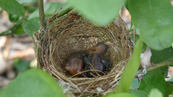 Baby Bird Sleeping in Nest