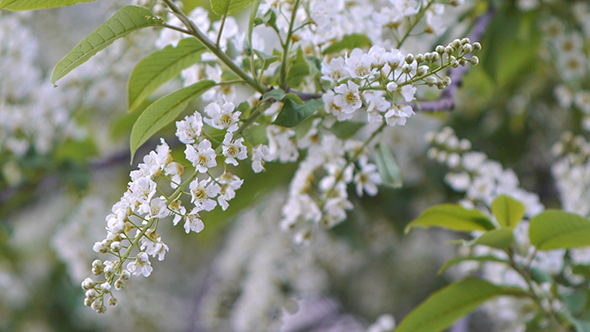 Branches of Bird Cherry 4