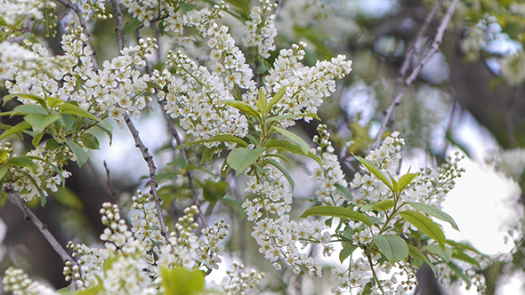 Branches of Bird Cherry 5