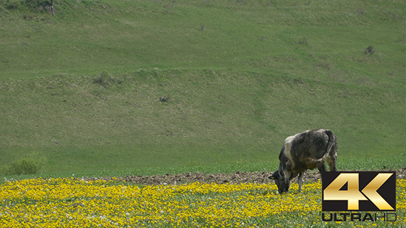 Cow Grazing Freely