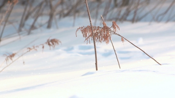 Dry Plant In Snow. Grass In Snow. Dried Grass On Snow Covered Field In Winter