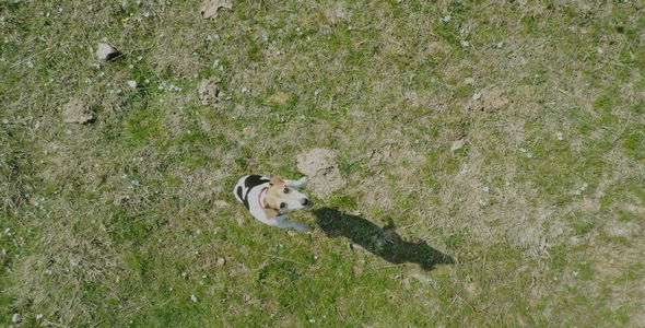Dog Filmed with Drone 1