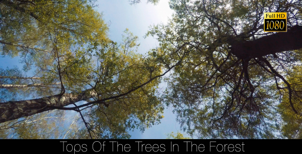 Tops Of The Trees In The Forest 2