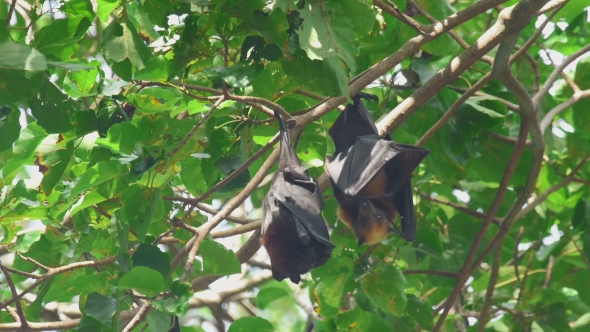 Flying Fox Hangs On a Tree Branch And Washes