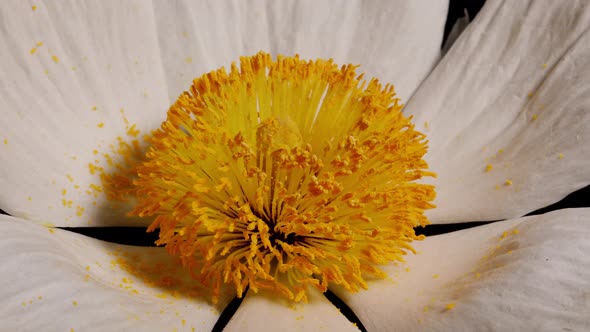 Macro shot of a Matilija Poppy over a black background