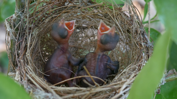 Baby Bird Need to Food in Nest