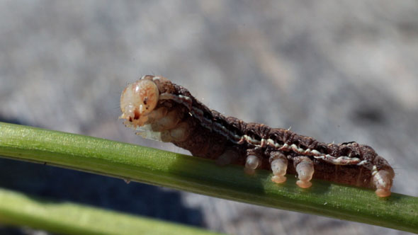 Caterpillar on Plant Stem
