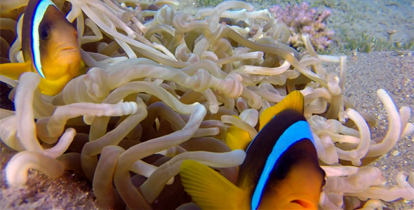 Underwater Clownfish and Sea Anemones