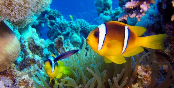 Beautiful Underwater Clownfish and Sea Anemones