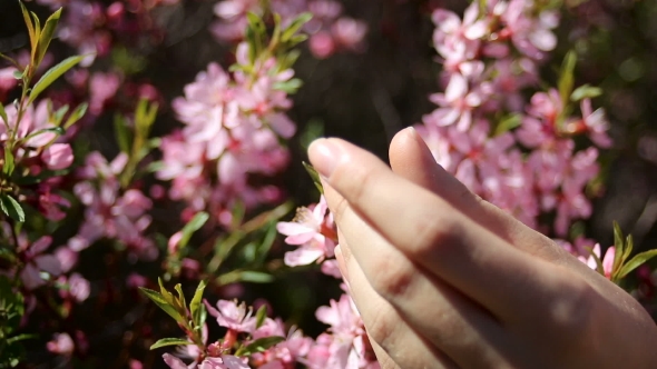 Girl's Hand Touches Pink Little Flowers