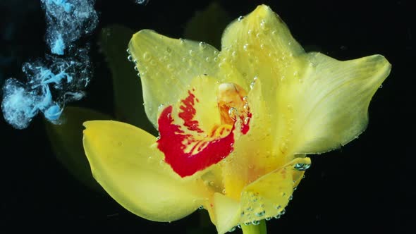 Yellow Beautiful Flower and Paint in Water