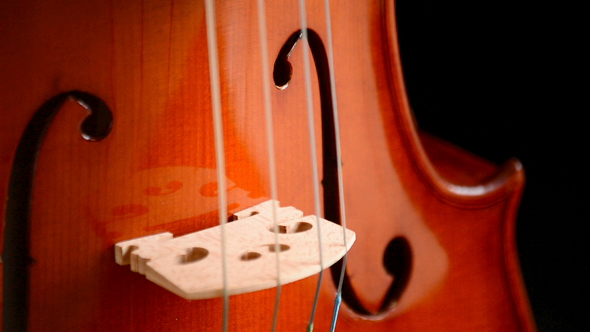 Viola Detail Gyrating