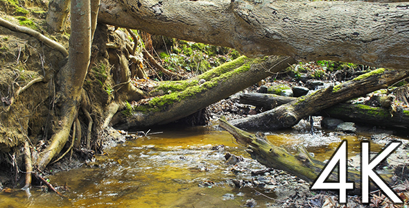 Forest Stream