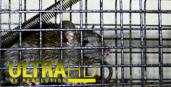 Rat Trap 1