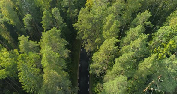 Asphalt Road in Green Forest Top Down Aerial View