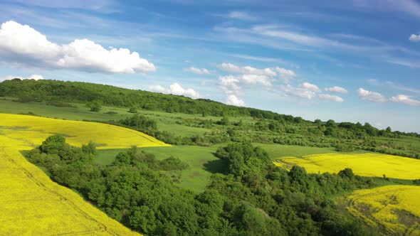 Spring Landscape   Rapeseed And Green Trees