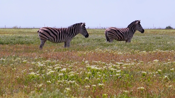 Zebras Grazing on a Hot Day
