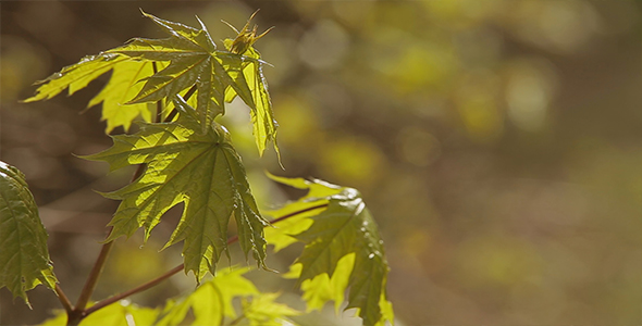 Green Maple Leaves