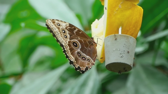 Tropical Butterfly Feeding