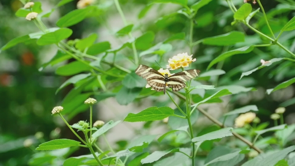 Tropical Butterfly Eats Nectar On a Flower