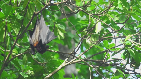 Flying Fox Hangs on a Tree Branch And Washes
