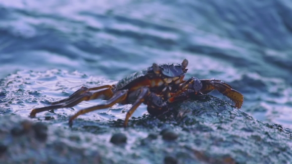 Crab On The Rock At The Beach