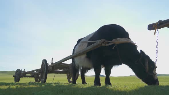 Traditional Tumbrel and Black Yak Steer in Rural Meadow