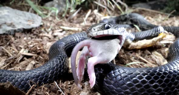 Black rat snake chewing on a mouse