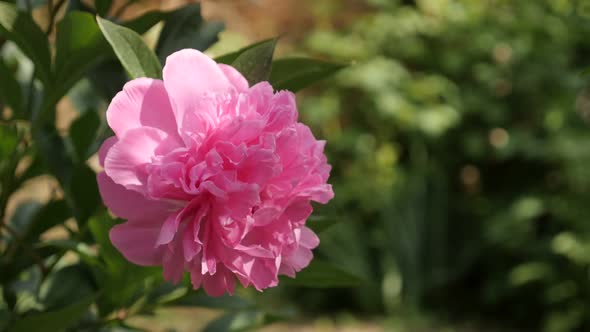 Paeonia lactiflora garden bush flower 4K 2160p 30fps UltraHD footage - Pink Parfait peony plant shal