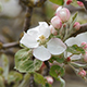 Apple Flowers - VideoHive Item for Sale