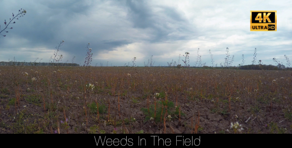 Weeds In The Field 3