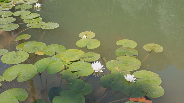 Water Lily 