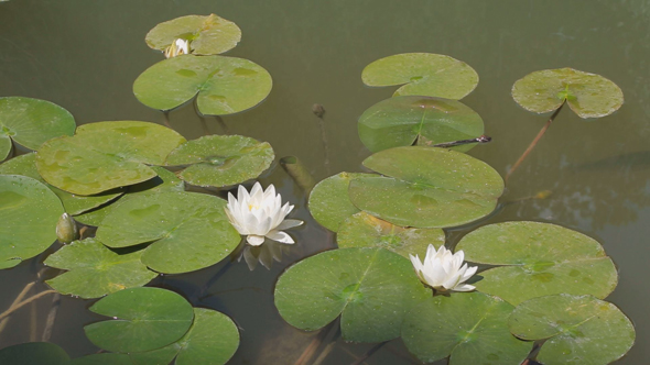 Water Lily Flower