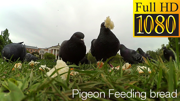 Pigeon Feeding Near Old Mansion