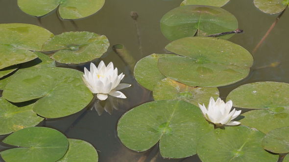 Water Lily 2 