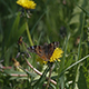 Brown Butterfly on a Dandelion - VideoHive Item for Sale